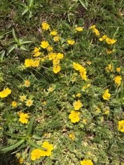 Potentilla argaea