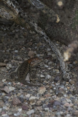 Sceloporus bimaculosus