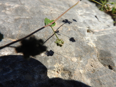 Medicago coronata