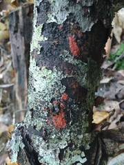 Tulasnella aurantiaca