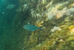 Trachinotus ovatus