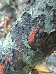 Tulasnella aurantiaca