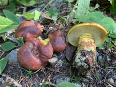 Suillus clintonianus