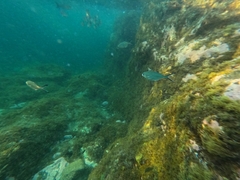 Trachinotus ovatus