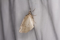 Neoteristis paraphanes