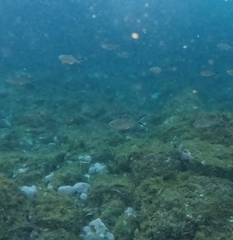Trachinotus ovatus