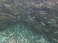 Trachinotus ovatus