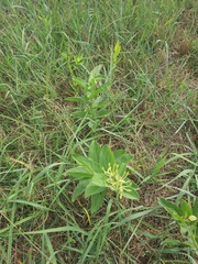 Asclepias viridis