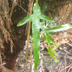 Microsorum pustulatum