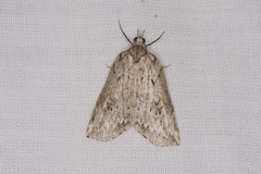 Neoteristis paraphanes