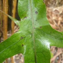 Microsorum pustulatum