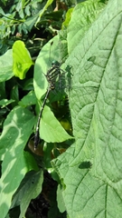 Gomphidae