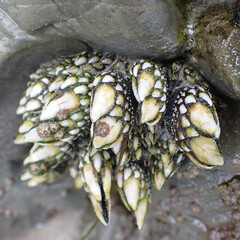 Pollicipes polymerus