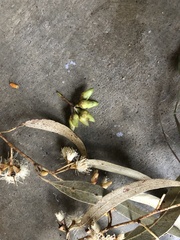 Eucalyptus tereticornis