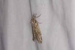 Neoteristis paraphanes