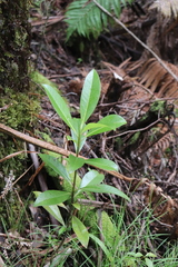 Myrsine lessertiana
