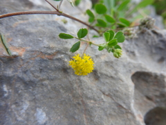 Medicago coronata