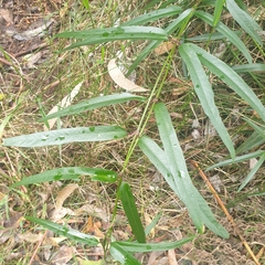 Parsonsia brownii