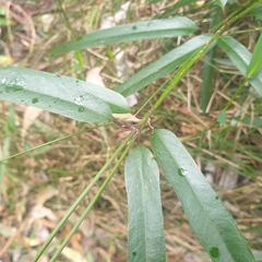 Parsonsia brownii