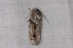 Agriophara confertella