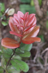 Metrosideros polymorpha