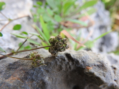 Medicago coronata