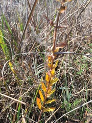 Asclepias viridiflora