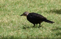 Turdus mandarinus