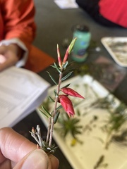 Stenanthera conostephioides