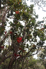 Metrosideros polymorpha