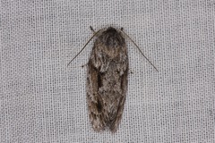 Agriophara confertella