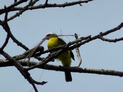 Myiozetetes cayanensis