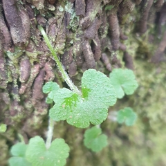 Hydrocotyle hirta