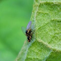 Chloropidae