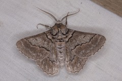 Hypobapta tachyhalotaria