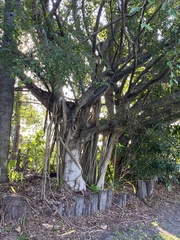 Ficus henneana