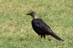 Turdus mandarinus
