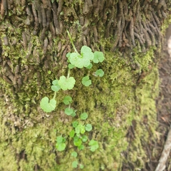 Hydrocotyle hirta