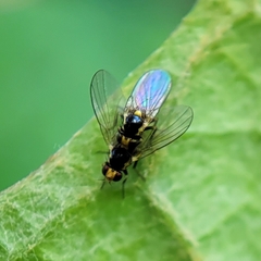 Chloropidae
