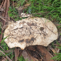 Laetiporus portentosus