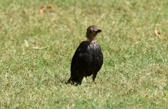 Turdus mandarinus