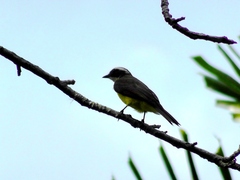 Myiozetetes cayanensis