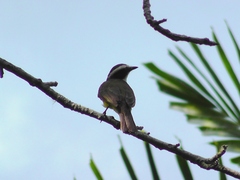 Myiozetetes cayanensis