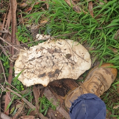 Laetiporus portentosus