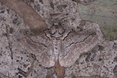 Hypobapta tachyhalotaria