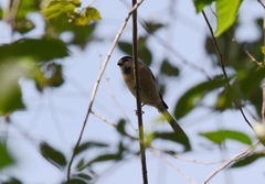 Aegithalos glaucogularis