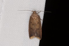 Tachystola acroxantha