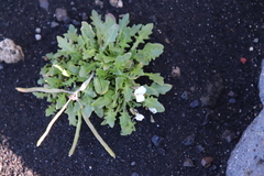 Cakile arctica