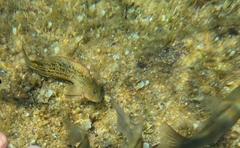 Parablennius parvicornis