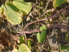Ipomoea parasitica
